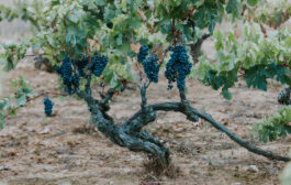 Cómo Hacer una Carta de Vinos Atractiva y Efectiva para tu Restaurante