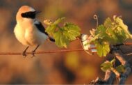 Gonzalez Byass  Biodiversidad Proyecto ”Vidas” 