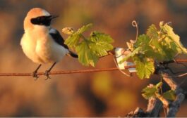 Gonzalez Byass  Biodiversidad Proyecto ”Vidas” 