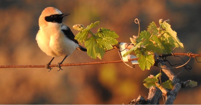 Gonzalez Byass  Biodiversidad Proyecto ”Vidas” 